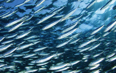 Sostenere il settore legato alla pesca del pesce azzurro