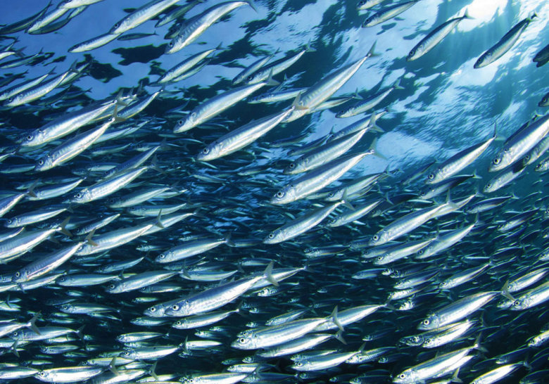 Sostenere il settore legato alla pesca del pesce azzurro