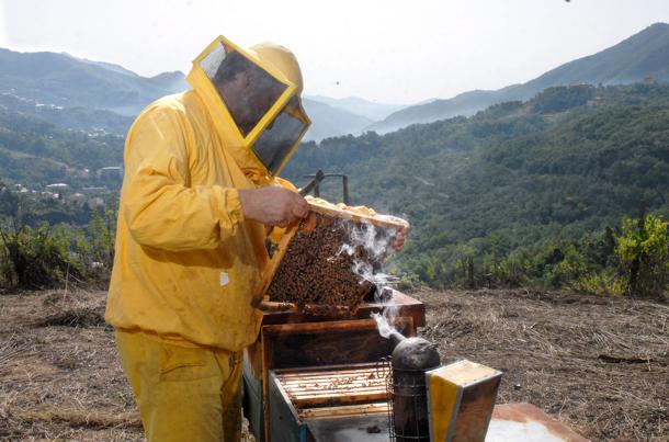 Realizzare percorsi formativi dedicati all’apicoltura tutelando il miele comunitario contro le frodi
